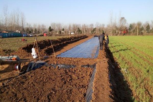 土工膜在藕池中的應用 第2張